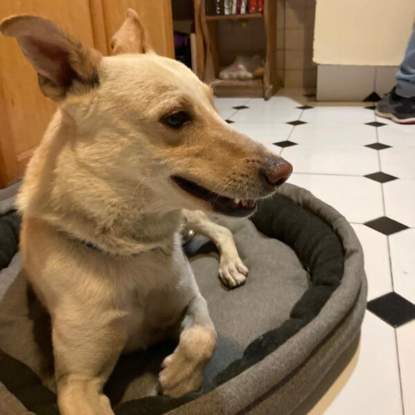 cartel de perro encontrado