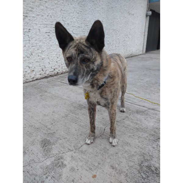 cartel de perro encontrado