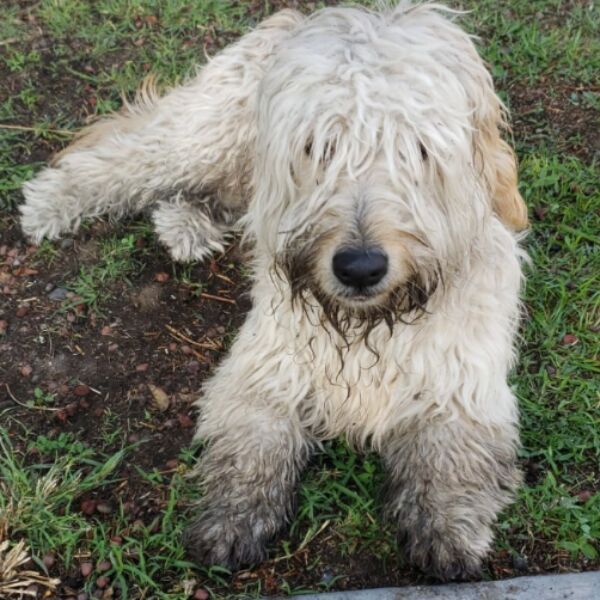 cartel de perro encontrado