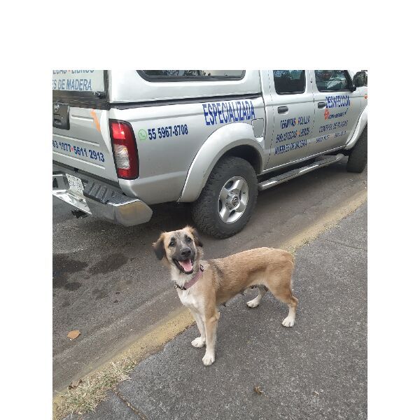 cartel de perro encontrado