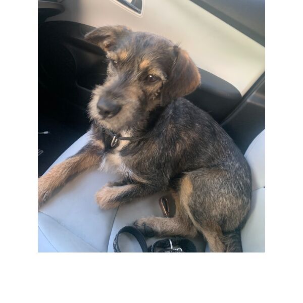 cartel de perro encontrado