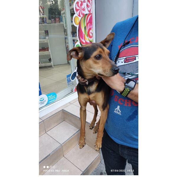 cartel de perro encontrado