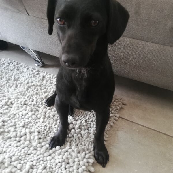 cartel de perro encontrado