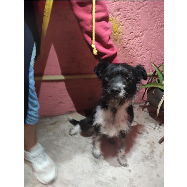 cartel de perro encontrado