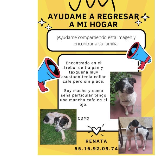 cartel de perro encontrado