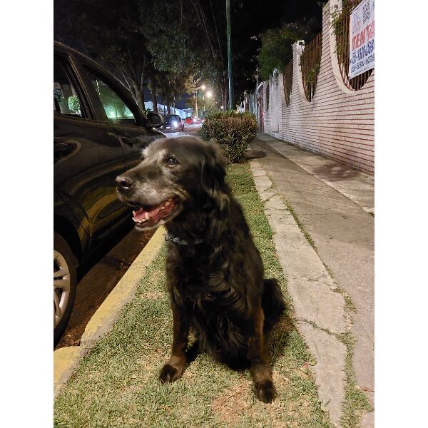 cartel de perro encontrado