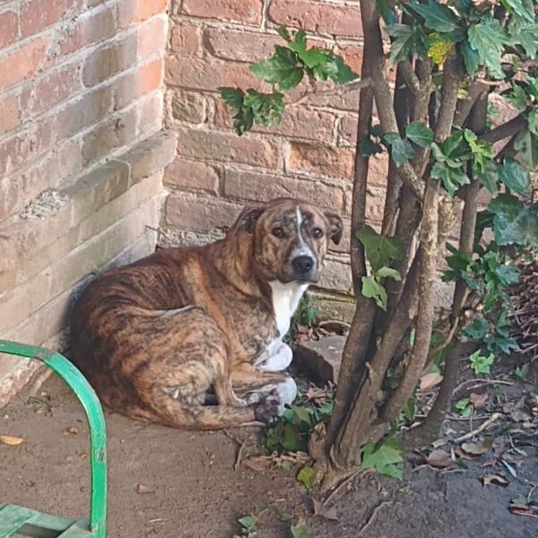 cartel de perro encontrado