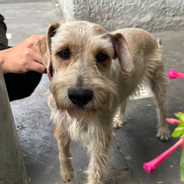 cartel de perro encontrado