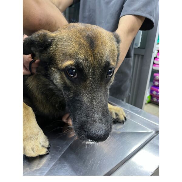 cartel de perro encontrado