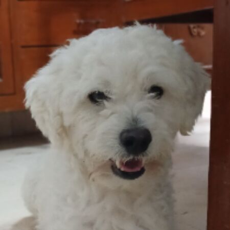cartel de perro encontrado