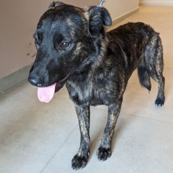 cartel de perro encontrado