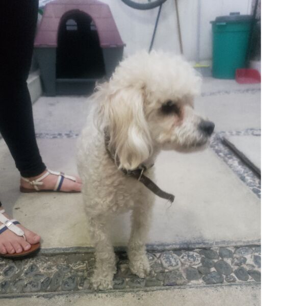 cartel de perro encontrado