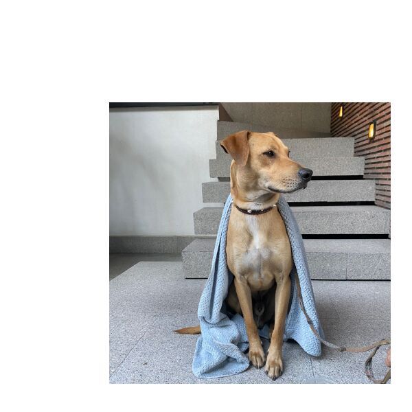 cartel de perro encontrado