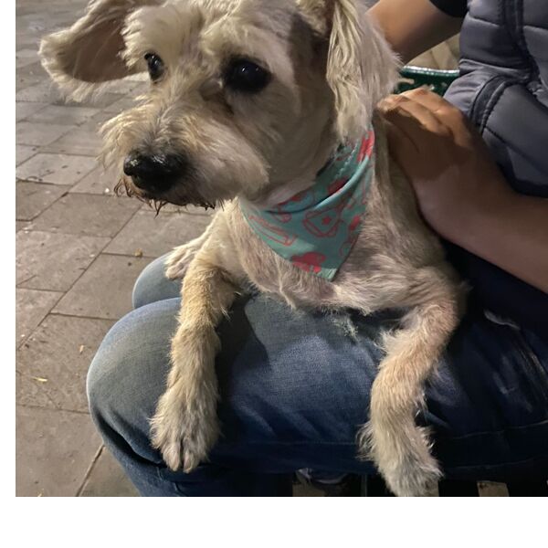 cartel de perro encontrado