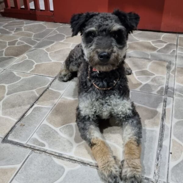 cartel de perro encontrado