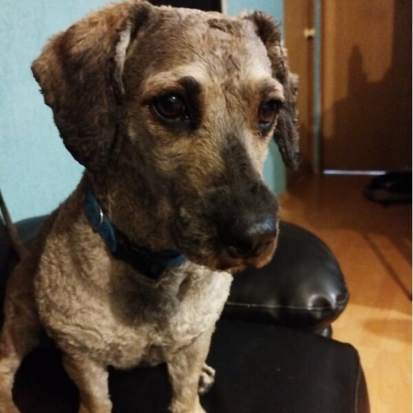 cartel de perro encontrado