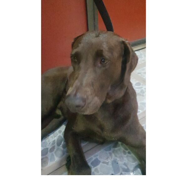 cartel de perro encontrado