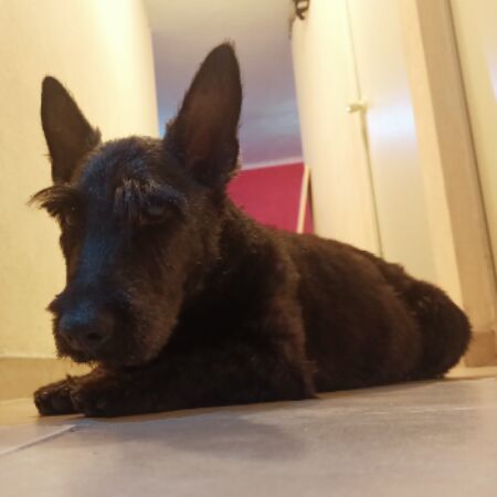 cartel de perro encontrado