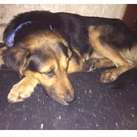 cartel de perro encontrado