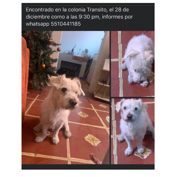cartel de perro encontrado