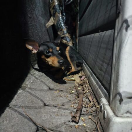 cartel de perro encontrado