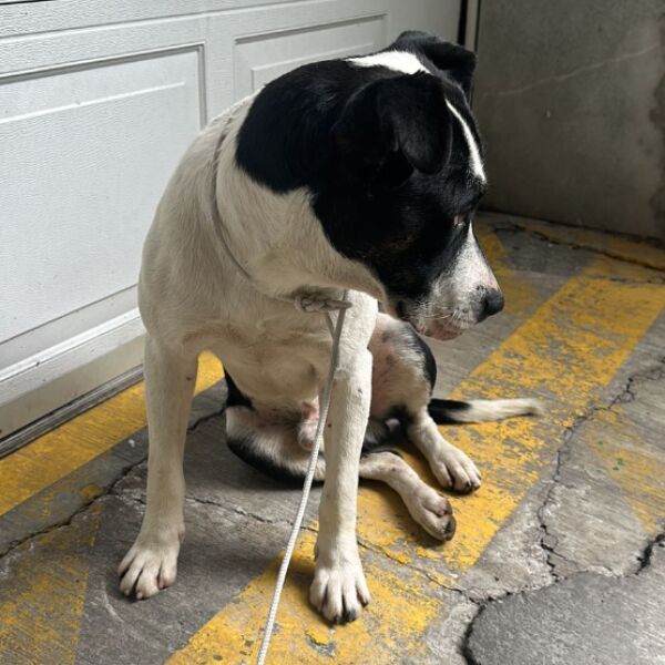 cartel de perro encontrado