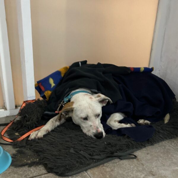 cartel de perro encontrado