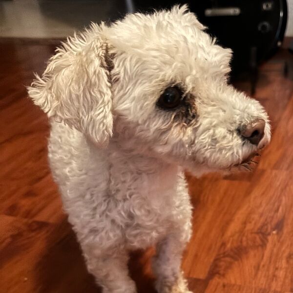 cartel de perro encontrado