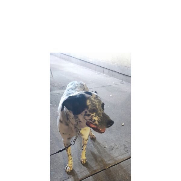 cartel de perro encontrado