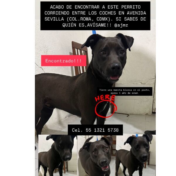 cartel de perro encontrado