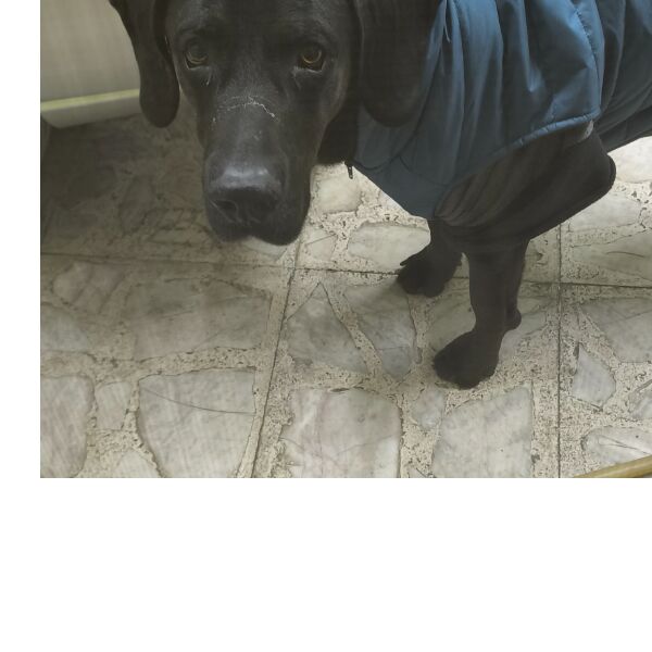 cartel de perro encontrado