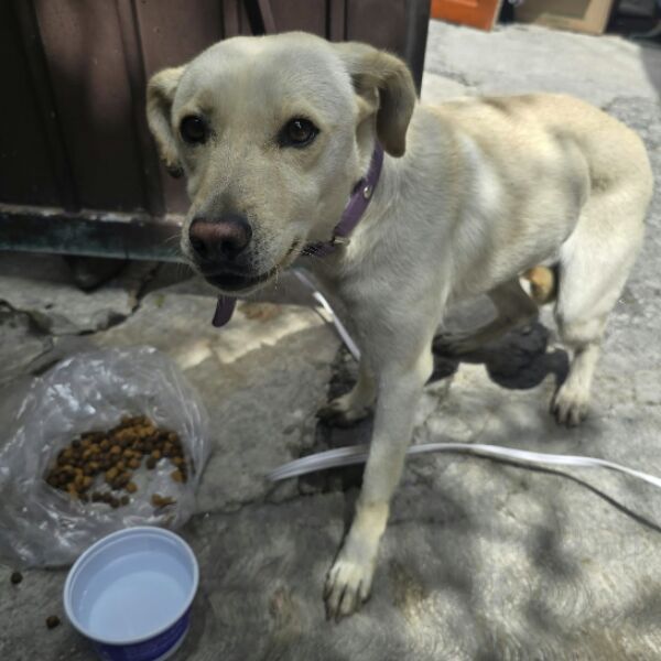 cartel de perro encontrado