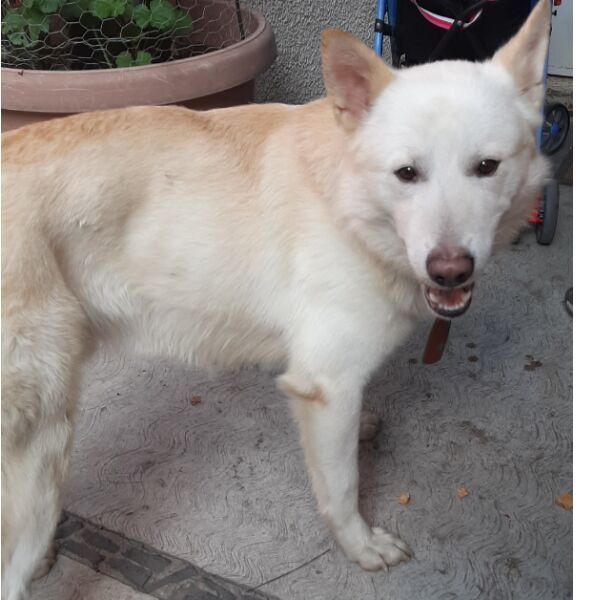 cartel de perro encontrado