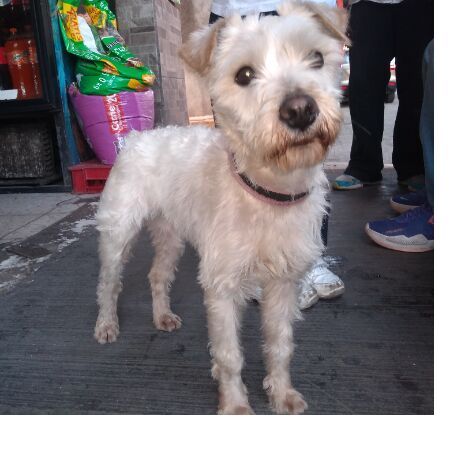 cartel de perro encontrado