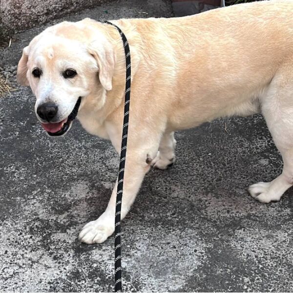 cartel de perro encontrado