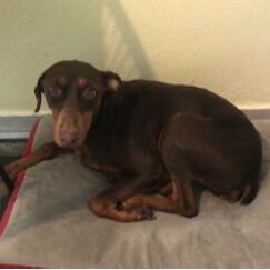 cartel de perro encontrado