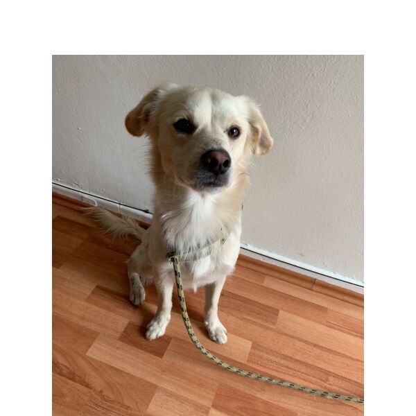 cartel de perro encontrado