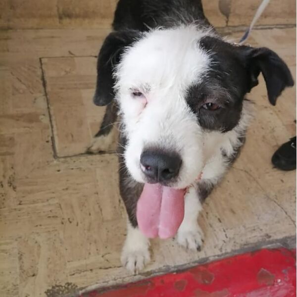 cartel de perro encontrado