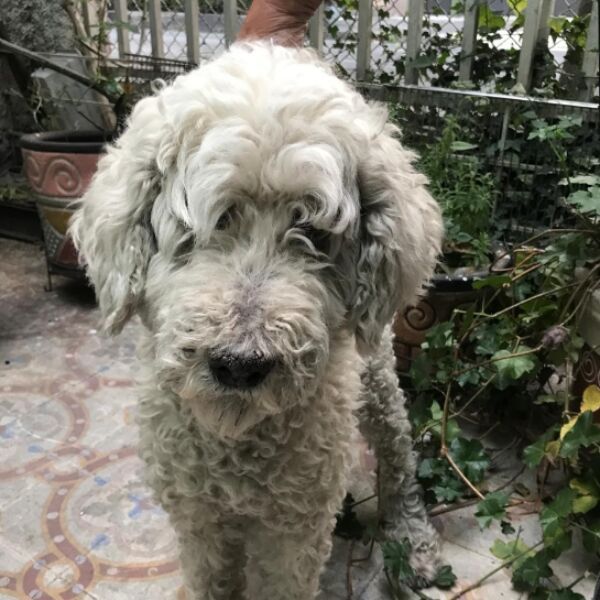 cartel de perro encontrado