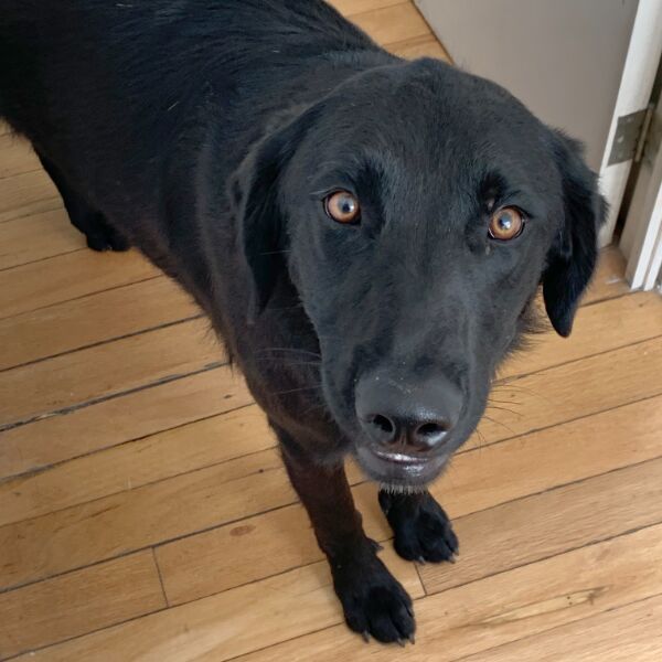 cartel de perro encontrado