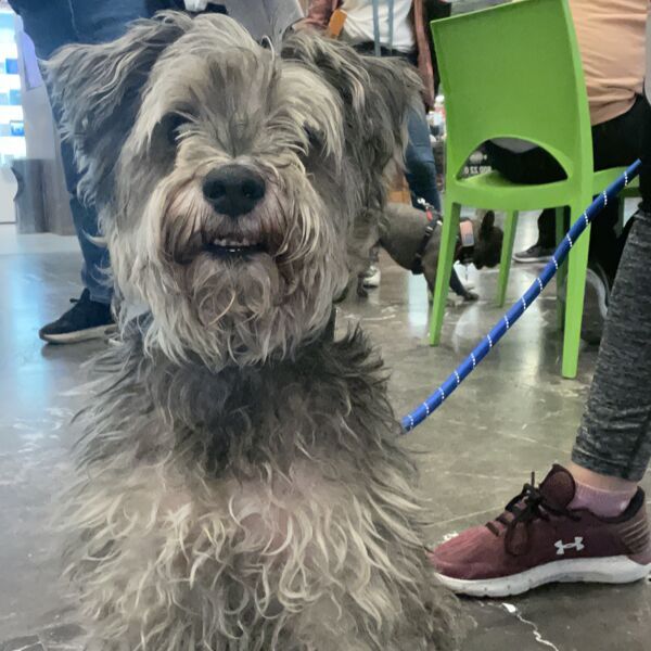 cartel de perro encontrado