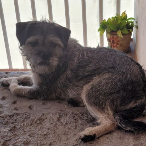 cartel de perro encontrado