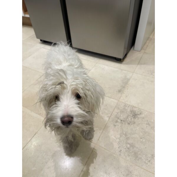 cartel de perro encontrado