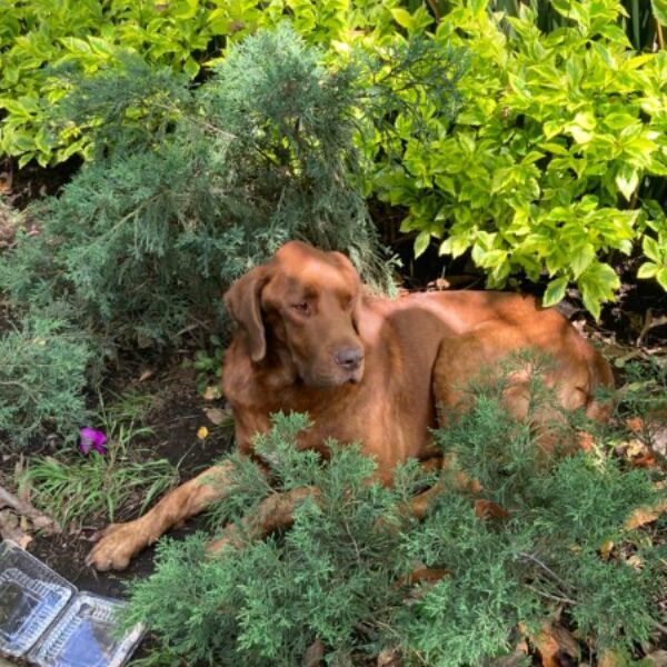 cartel de perro encontrado