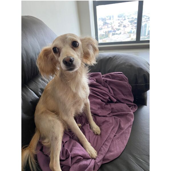 cartel de perro encontrado