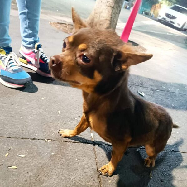 cartel de perro encontrado