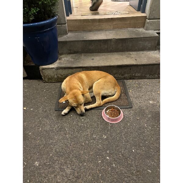 cartel de perro encontrado