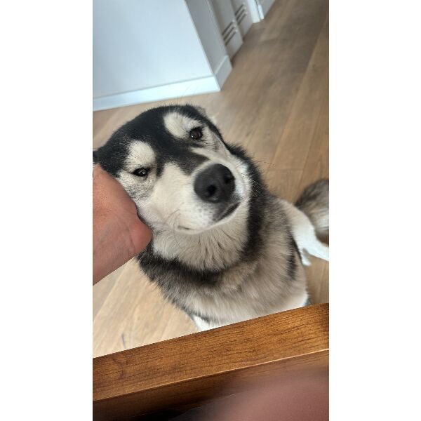 cartel de perro encontrado