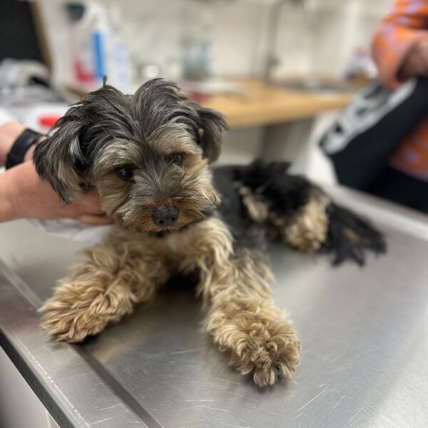 cartel de perro encontrado