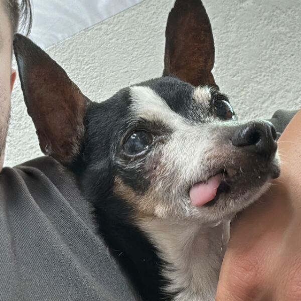 cartel de perro encontrado